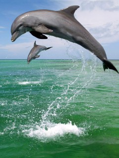 Два дельфина выниривают эффектно из воды