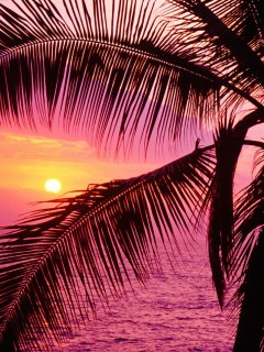 Красивый закат вы наблюдаете из-за пальмы